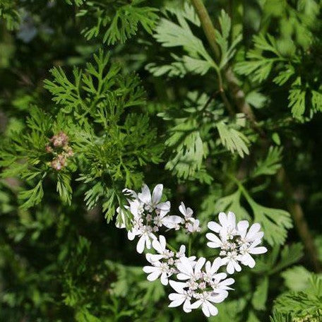Coriandrum sativum 'Santo' Cilantro, 1 Gallon Annual