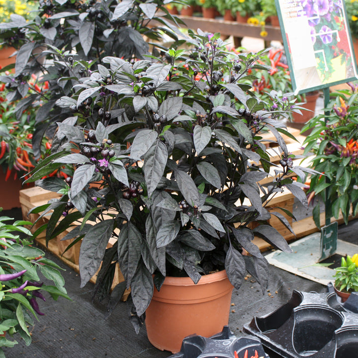 Capsicum annuum Ornamental Peppers, 10 Inch Annual