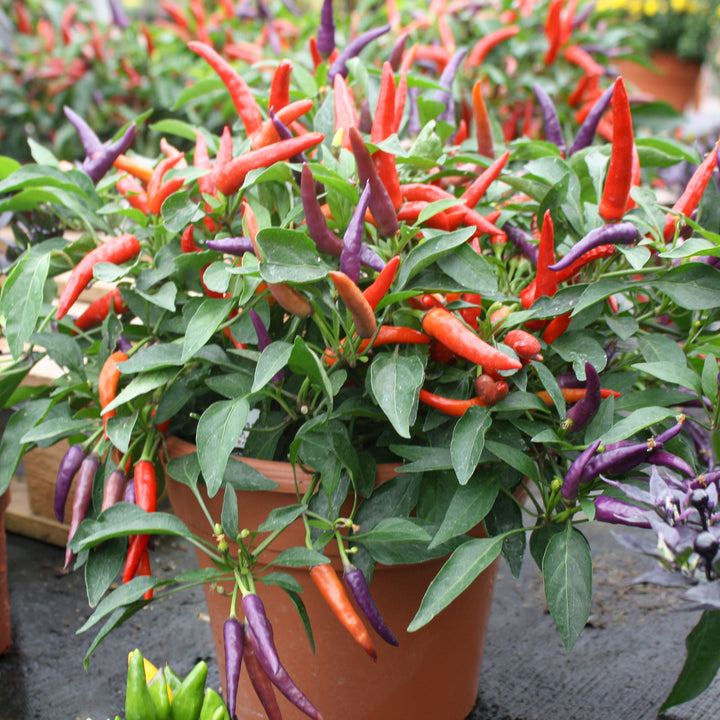 Capsicum annuum Ornamental Peppers, 10 Inch Annual