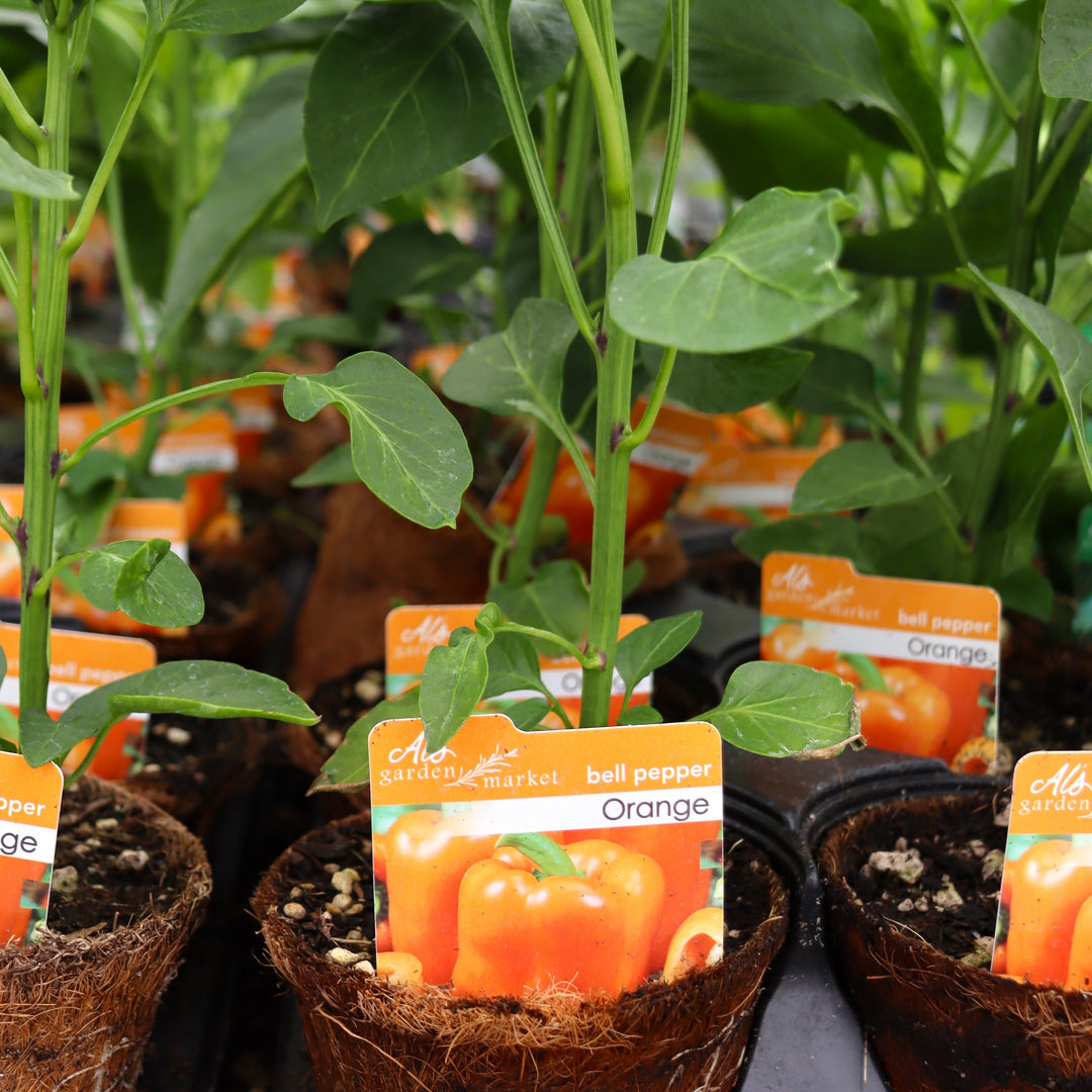 Capsicum annuum Orange Bell Pepper, 4 Inch Annual
