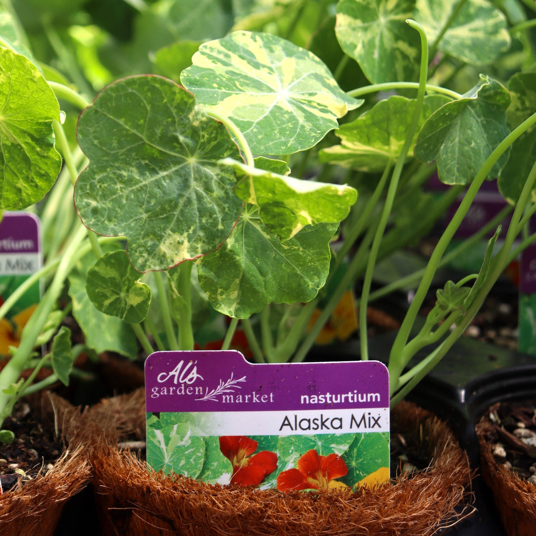 Tropaeolum majus 'Alaska Mix' Nasturtium, 4 Inch Annuals