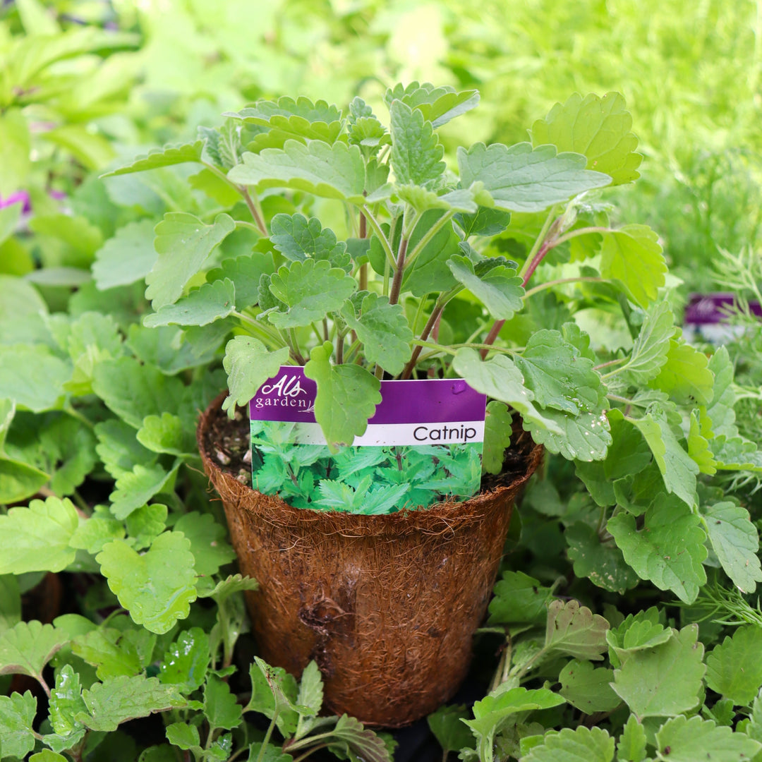 Nepeta cataria, Catnip, 4 Inch Annuals