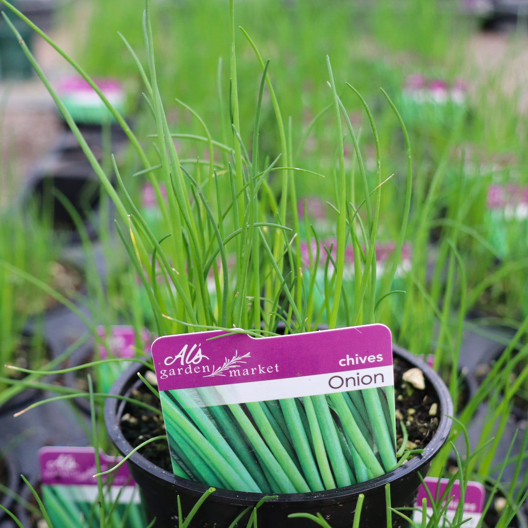 Allium schoenoprasum, 'Staro' Chives, 4 Inch Annuals