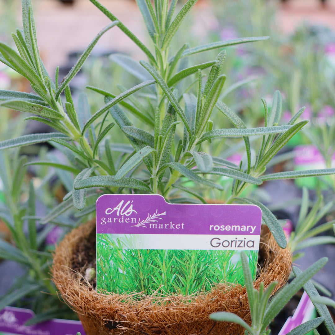 Salvia rosmarinus 'Gorizia' Rosemary, 4 Inch Annual