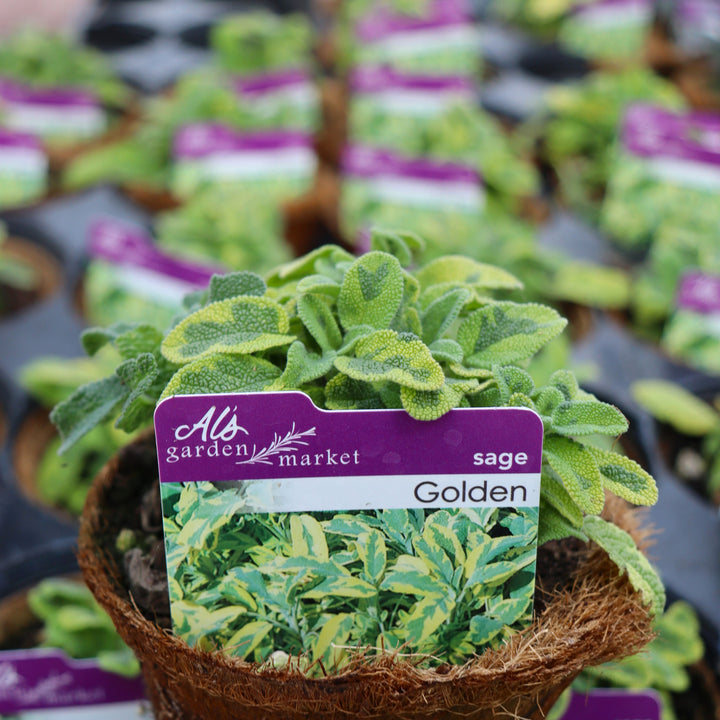 Salvia officinalis 'Golden' Sage, 4 Inch Annual