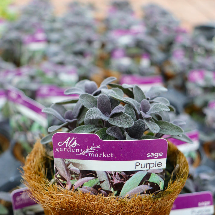 Salvia officinalis 'Purple' Sage, 4 Inch Annual