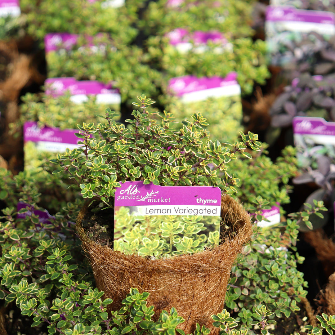 Thymus vulgaris 'Lemon' Thyme, 4 Inch Annual