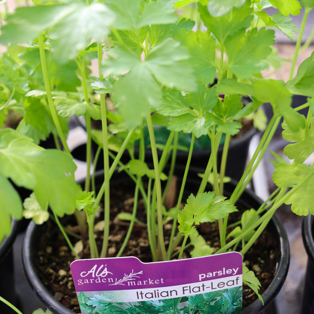 Petroselinum crispum 'Italian' Parsley, 1 Gallon Annual