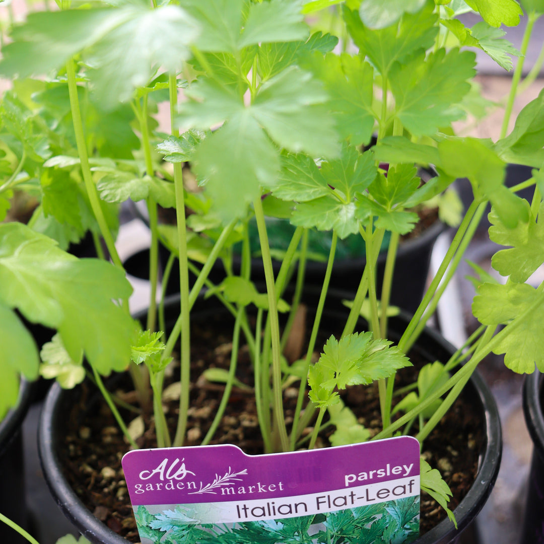 Petroselinum crispum 'Italian' Parsley, 1 Gallon Annual