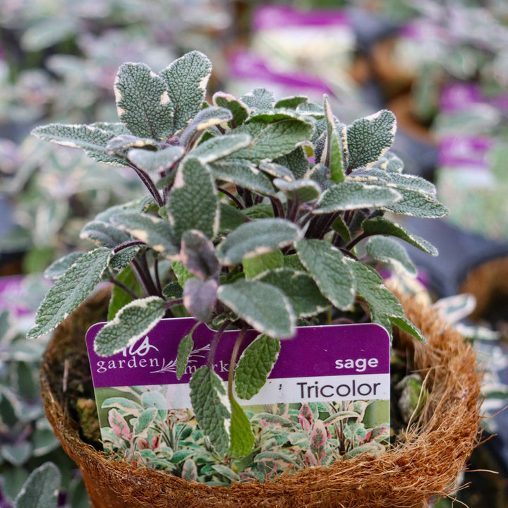 Salvia officinalis 'Tricolor' Sage, 4 Inch Annual