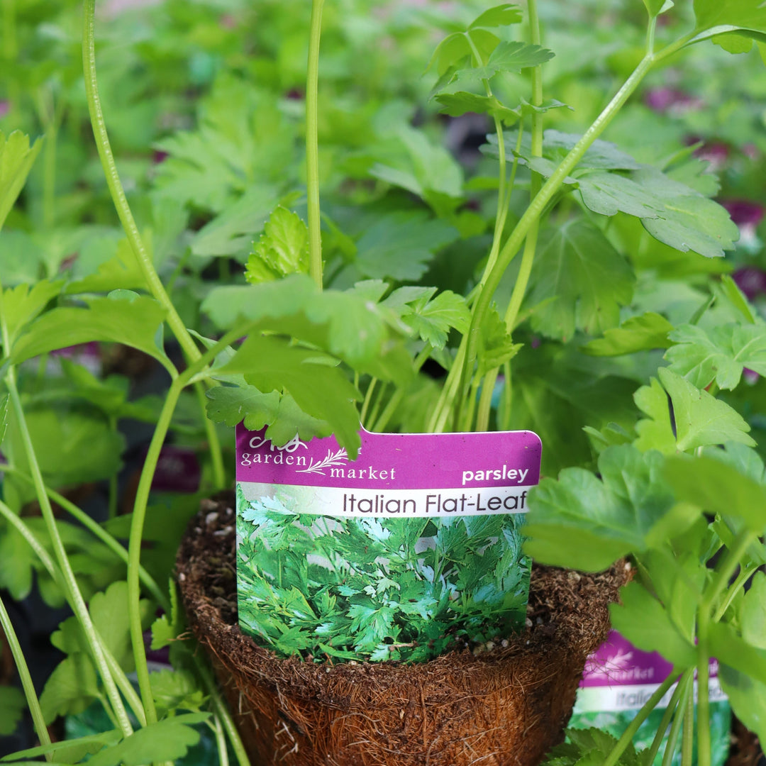 Petroselinum crispum 'Italian Flat-Leaf' Parsley, 4 Inch Annual