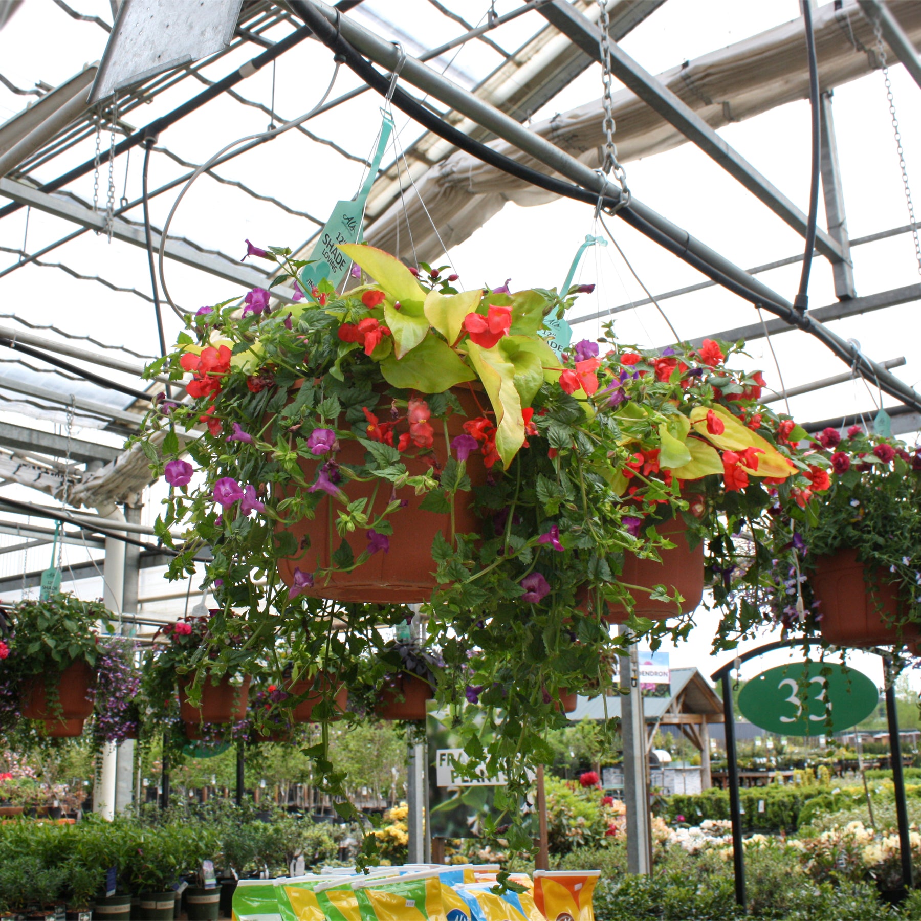 hanging flower plants for shade Hanging Basket – Al's Garden & Home