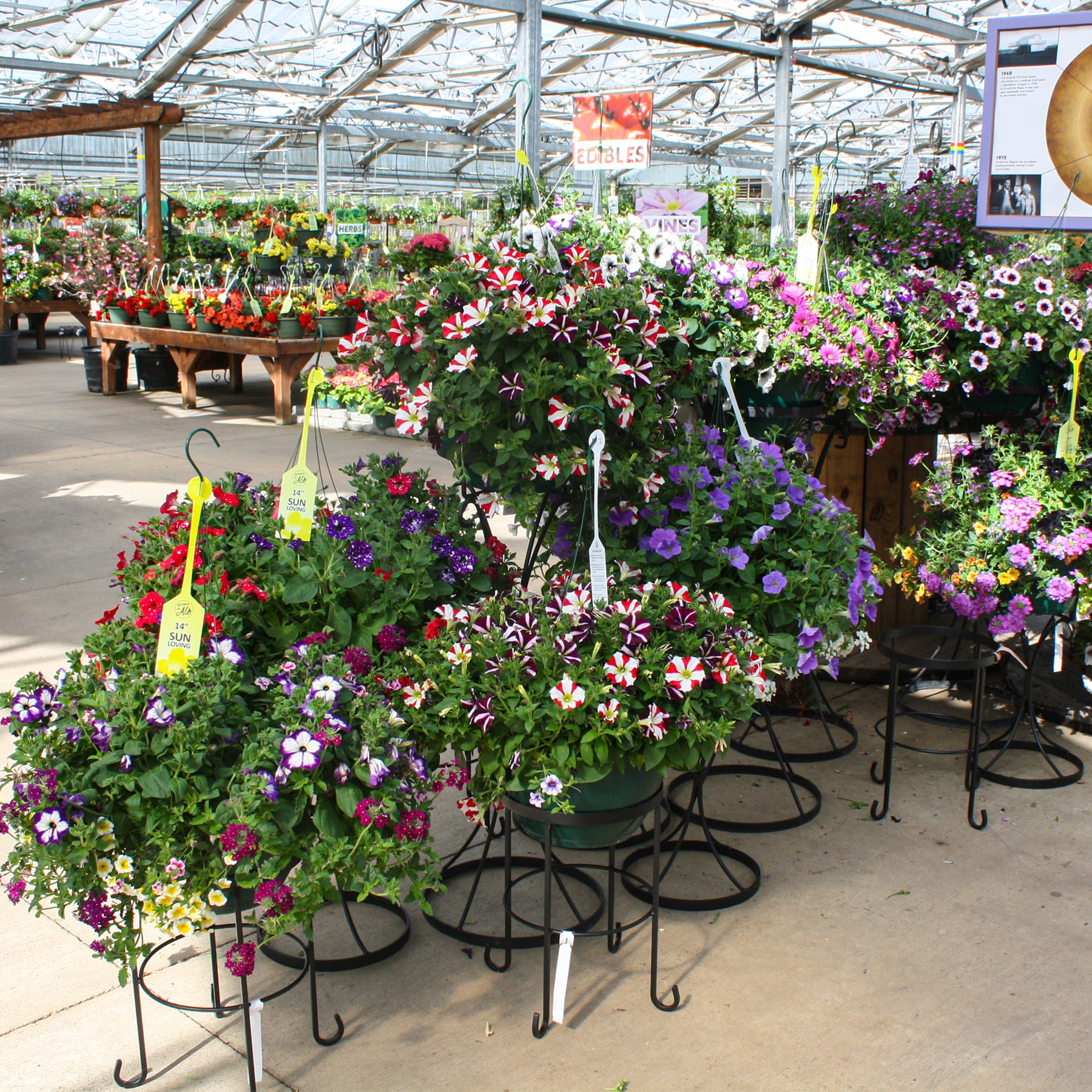 anderson seed and garden hanging baskets Hanging Basket – Al's Garden & Home