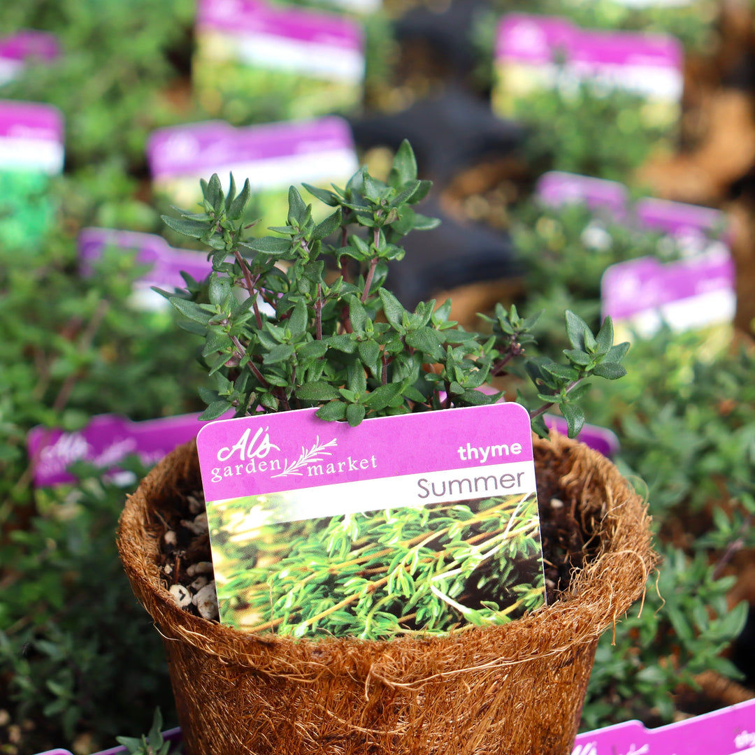 Thymus vulgaris 'Summer' French Thyme, 4 Inch Annual