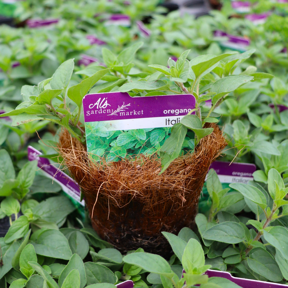 Origanum vulgare 'Italian' Oregano, 4 Inch Annual