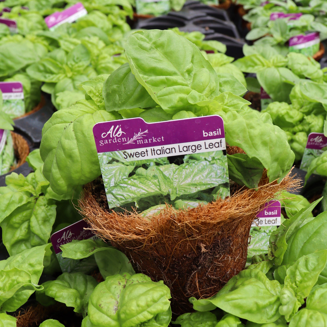 Ocimum basilicum 'Sweet Italian Large Leaf' Basil, 4 Inch Annual
