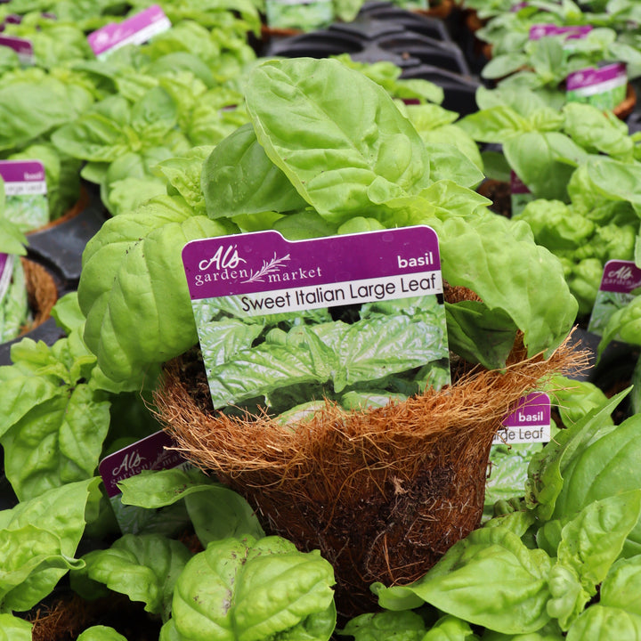 Ocimum basilicum 'Sweet Italian Large Leaf' Basil, 4 Inch Annual