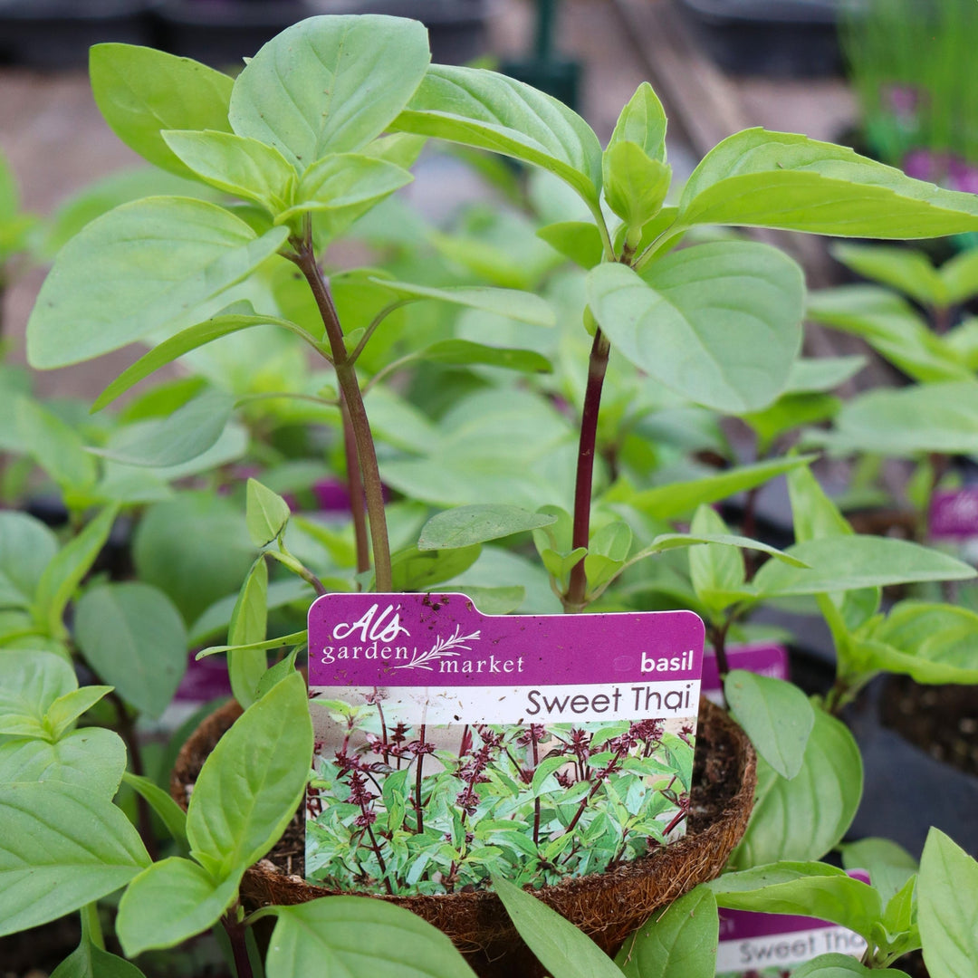 Ocimum basilicum 'Sweet Thai' Basil, 4 Inch Annuals