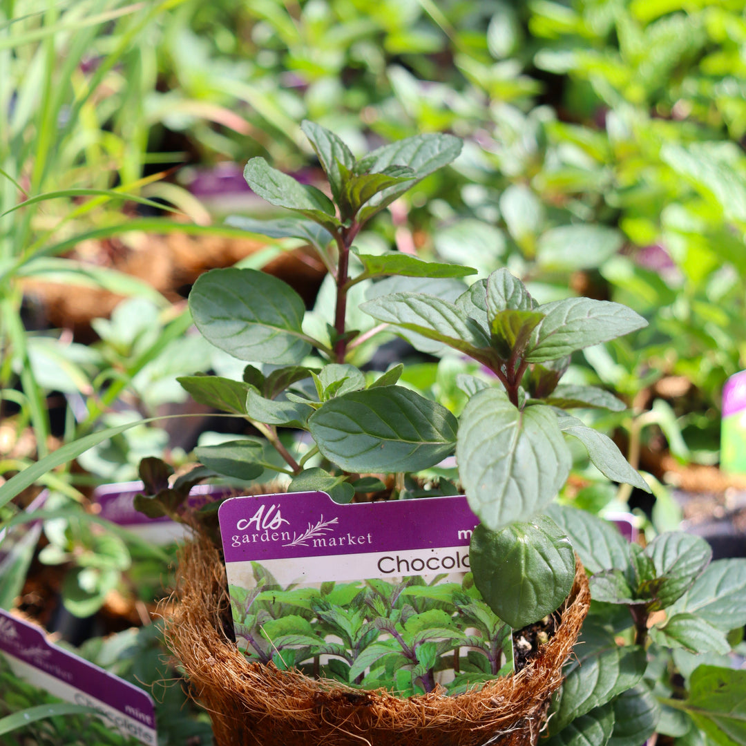 Mentha x piperita 'Chocolate' Peppermint, 4 Inch Annual