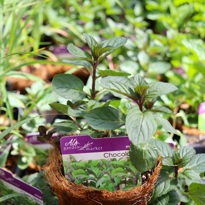 Mentha x piperita 'Chocolate' Peppermint, 4 Inch Annual