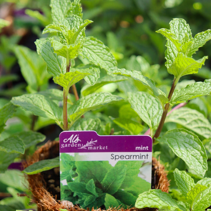 Mentha spicata Spearmint, 4 Inch Annual