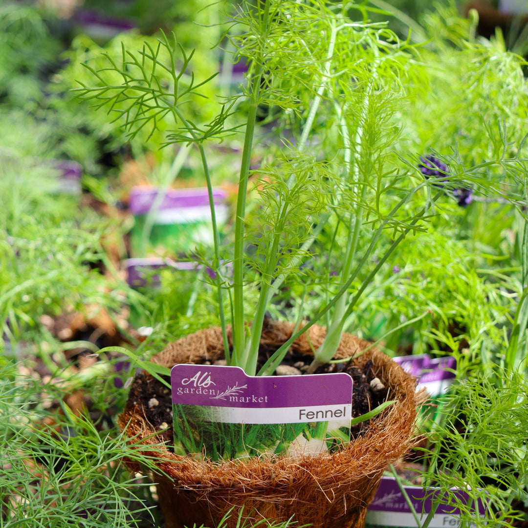 Foeniculum vulgare Fennel, 4 Inch Annual