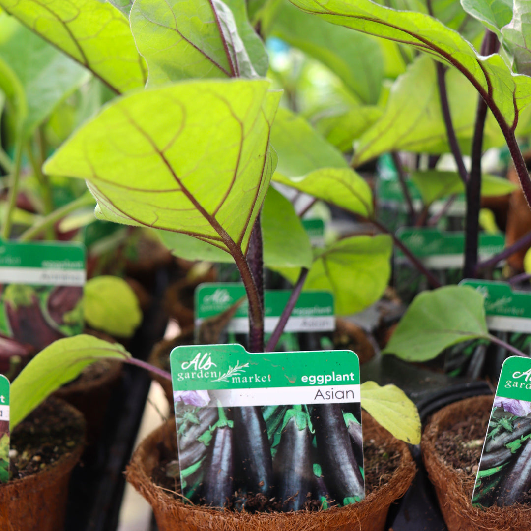 Solanum melongena 'Asian' Eggplant, 4 Inch Annuals