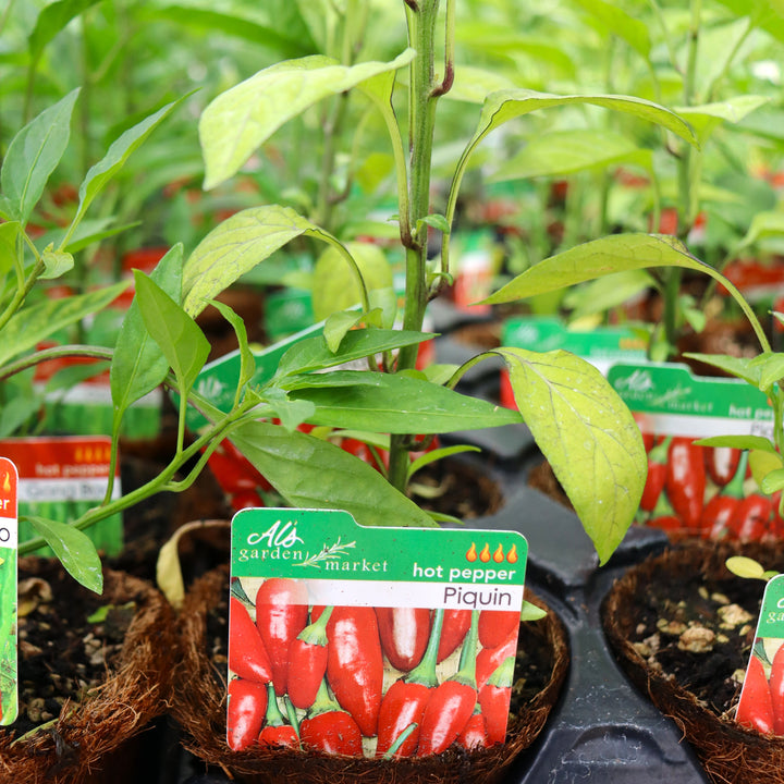 Capsicum annuum 'Pequin' Hot Pepper, 4 Inch Annual