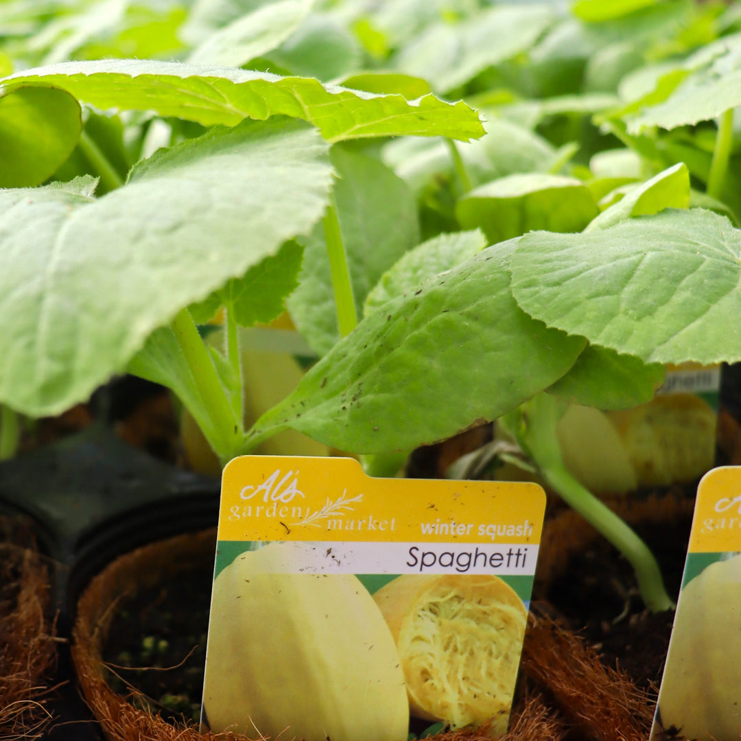 Spaghetti Squash