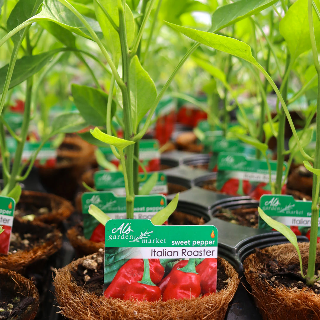 Capsicum annuum 'Italian Roaster' Sweet Pepper, 4 Inch Annual