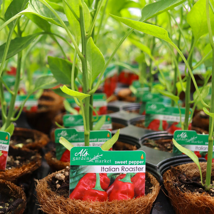 Capsicum annuum 'Italian Roaster' Sweet Pepper, 4 Inch Annual