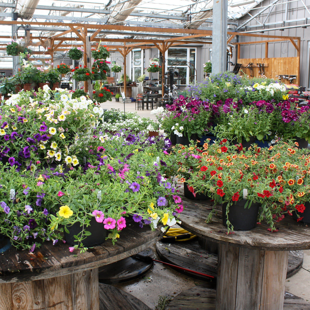 Grown By Al's Assorted Color Pot Combo, 8 Inch Annual