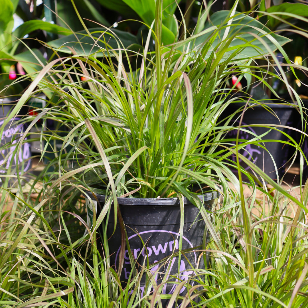 Pennisetum setaceum 'Rubrum' Purple Fountain Grass, 1 Gallon Annual