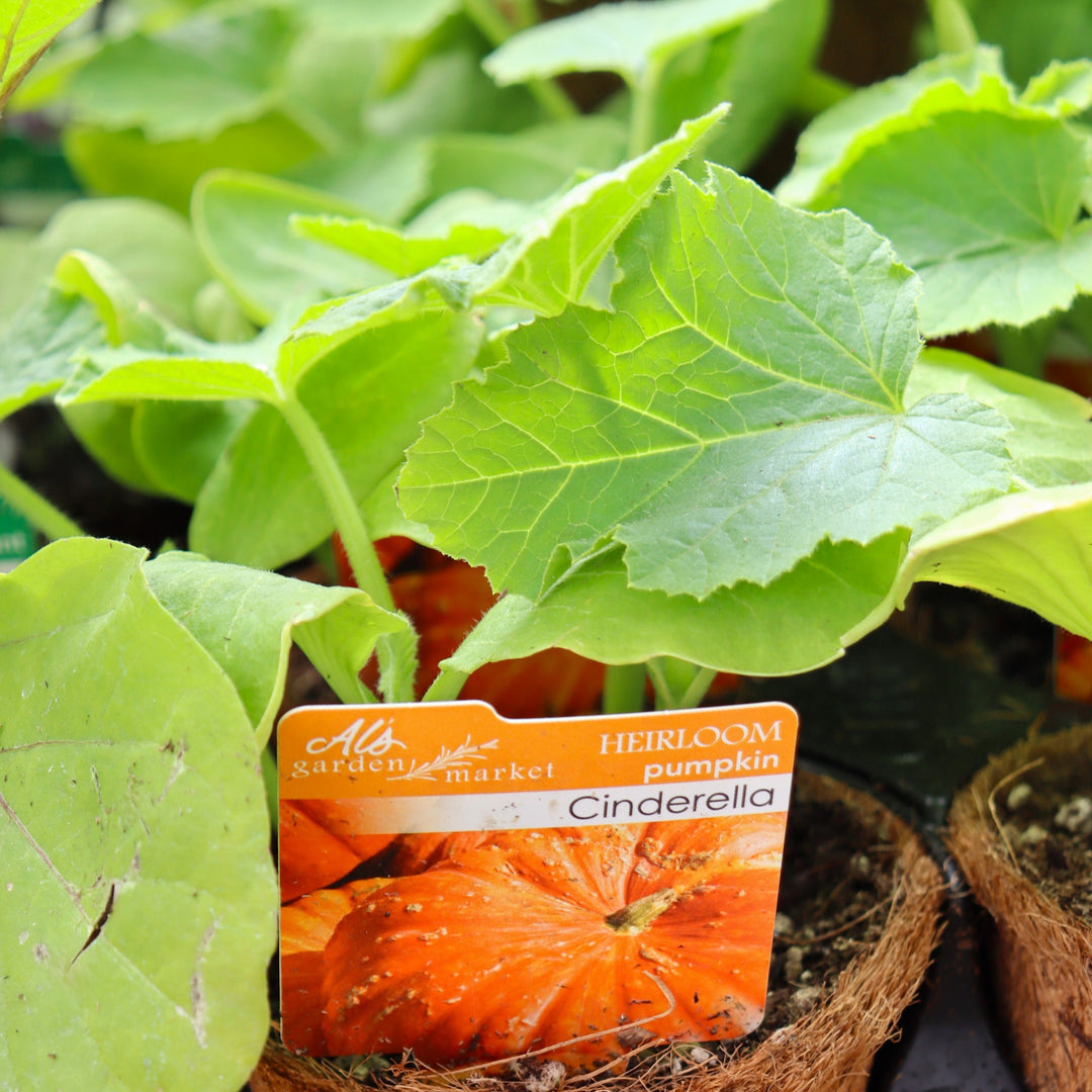Cucurbita maxima 'Cinderella' Pumpkin, 4 Inch Annual