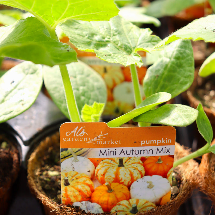 Cucurbita pepo 'Mini Harvest Blend' Pumpkin, 4 Inch Annuals