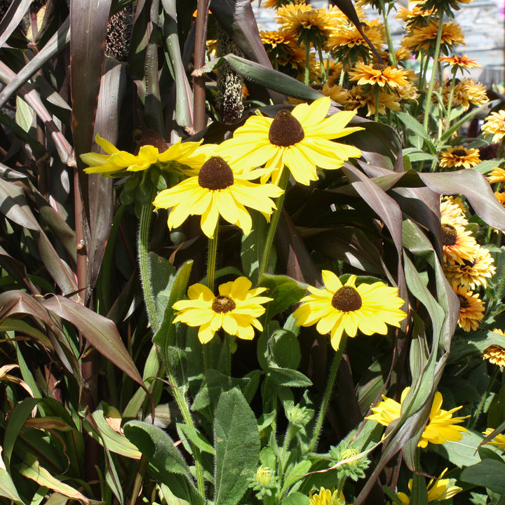 Rudbeckia hirta 'Assorted' Black Eyed Susan, 10 Inch Annual