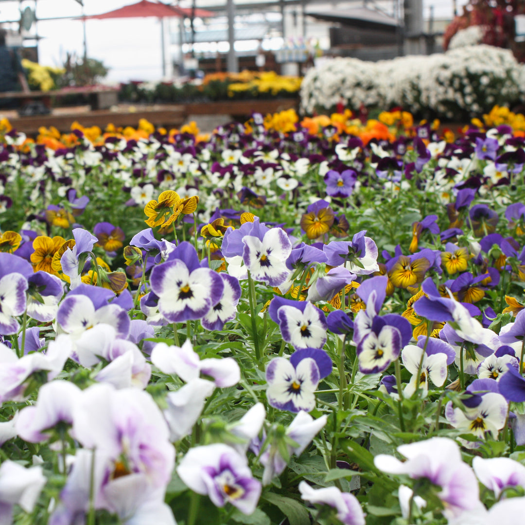 Viola Assorted Viola, 4 Inch Annual