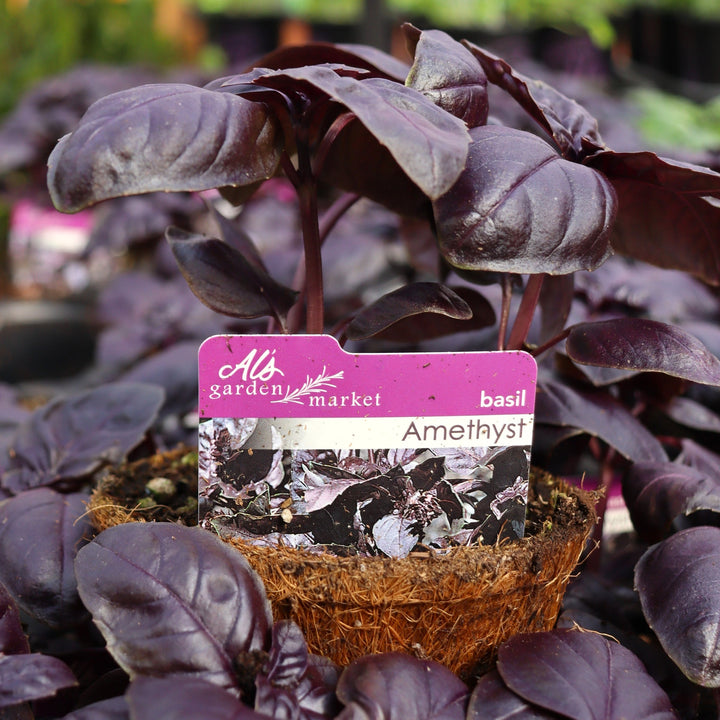 Ocimum basilicum 'Amethyst' Basil, 4 Inch Annual