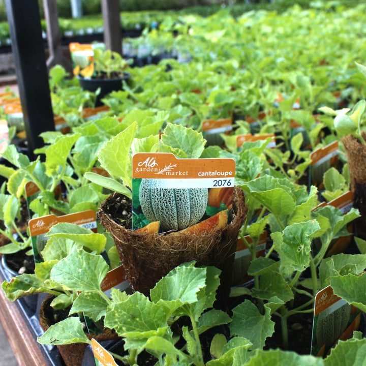 Cucumis melo 'Ball 2076' Cantaloupe, 4 Inch Annual