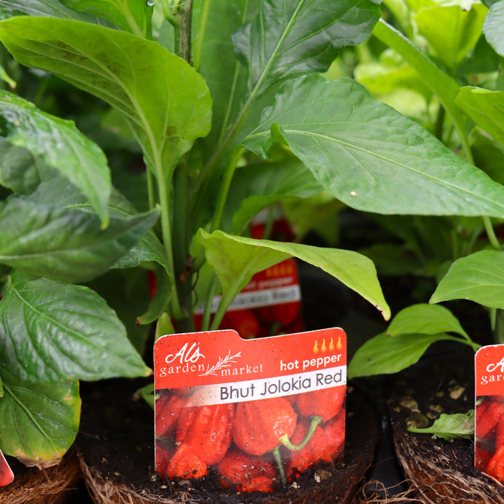 Capsicum chinense 'Bhut Jolokia' Hot Pepper, 4 Inch Annual