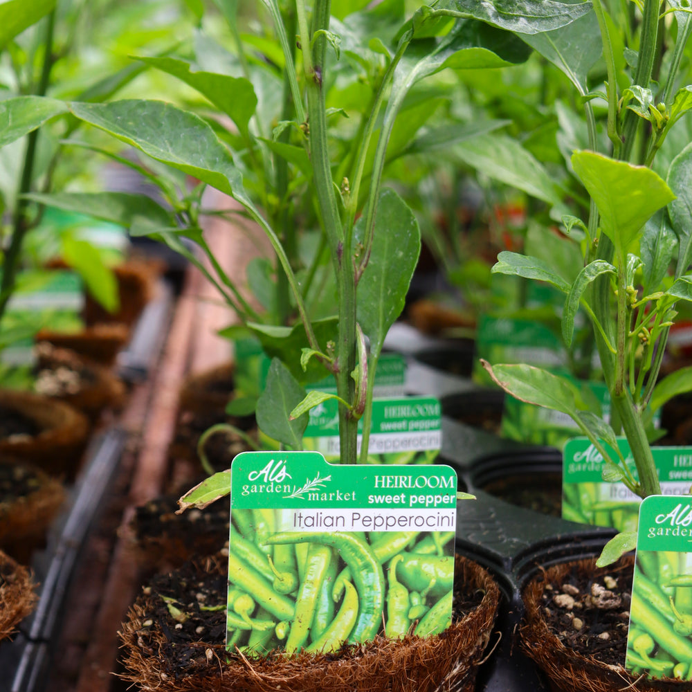 Capsicum annuum 'Italian Pepperocini' Sweet Pepper, 4 Inch Annual