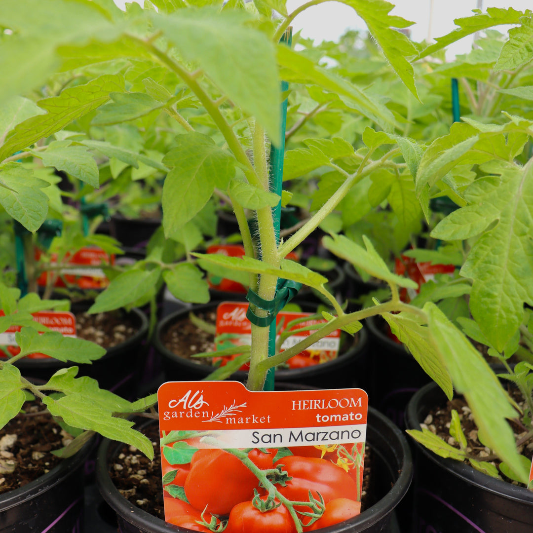 Solanum lycipersicum 'Heirloom San Marzano' Tomato, 1 Gallon Annual