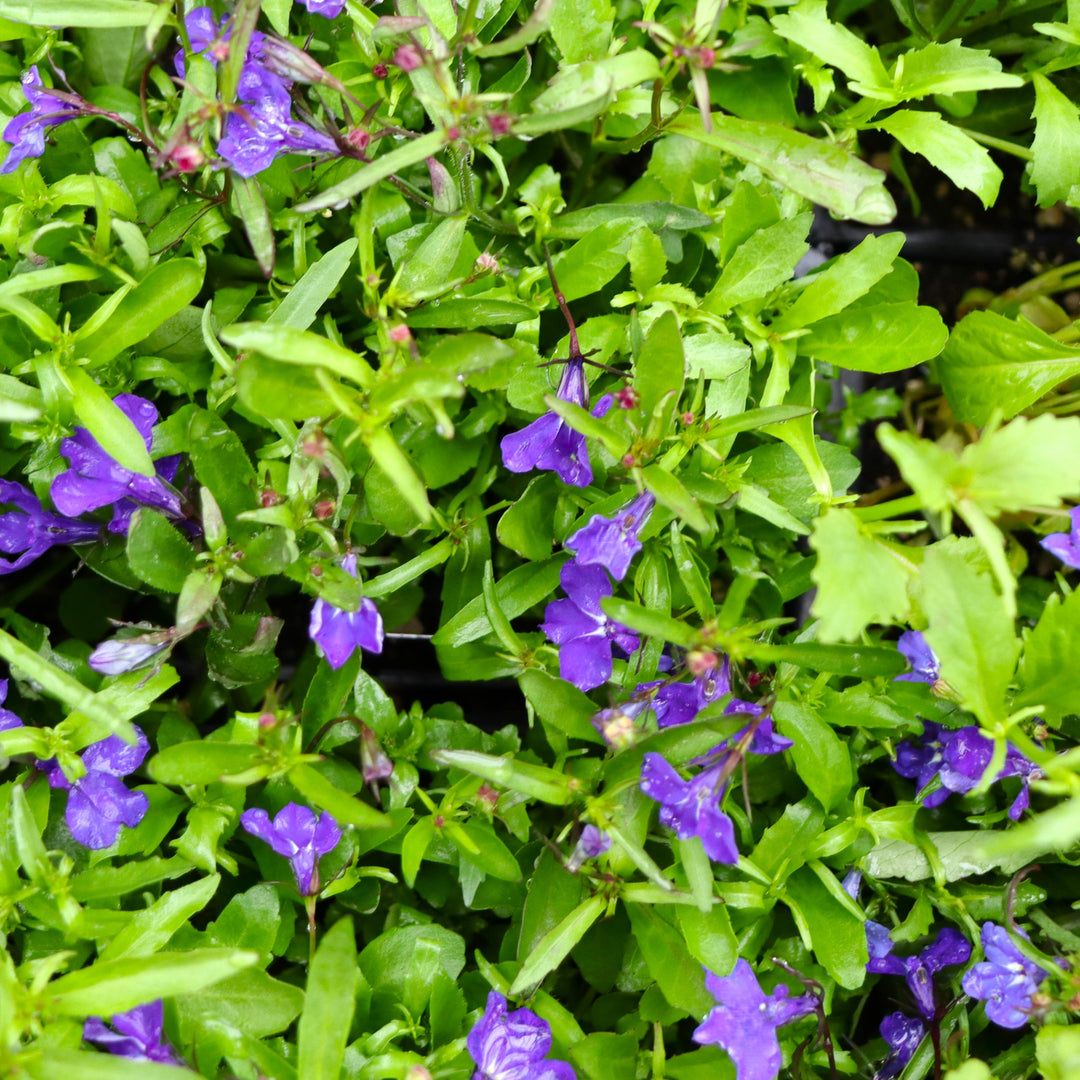 Lobelia erinus 'Regatta Midnight Blue' Regatta Midnight Blue Trailing Lobelia, 3-Pack Annual