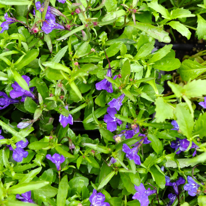 Lobelia erinus 'Regatta Midnight Blue' Regatta Midnight Blue Trailing Lobelia, 3-Pack Annual