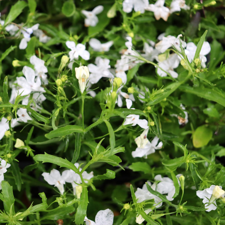 Lobelia erinus 'Regatta White' Regatta White Trailing Lobelia, 3-Pack Annual