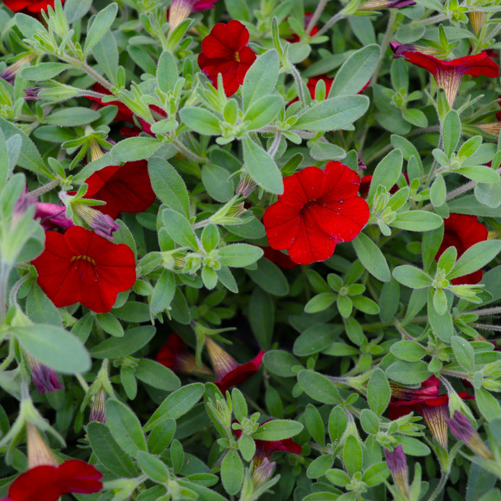 Calibrachoa