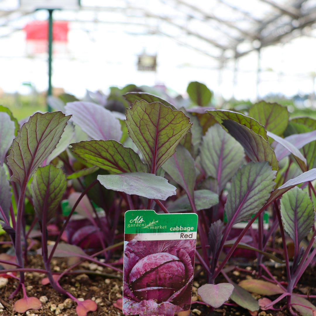 Brassica oleracea 'Osaka Red' Cabbage, 6-Pack Annual