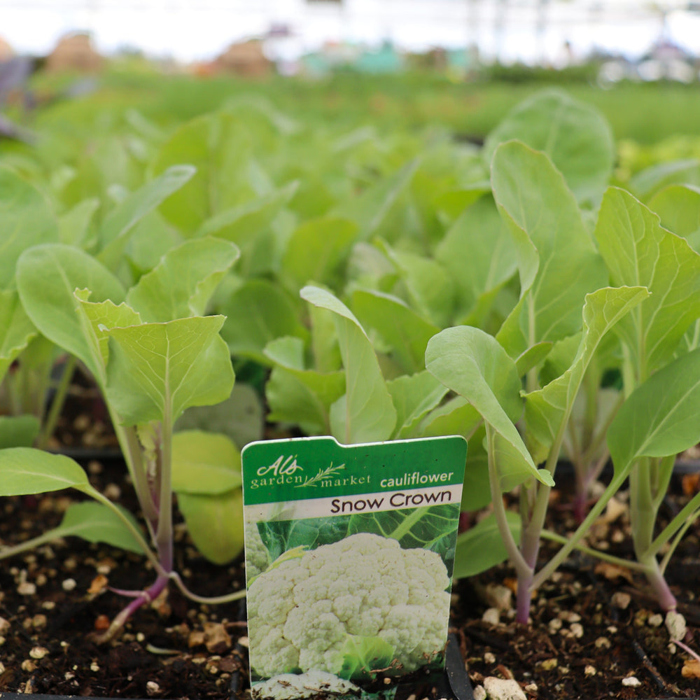Brassica oleracea 'Snow Crown' Cauliflower, 6-Pack Annual