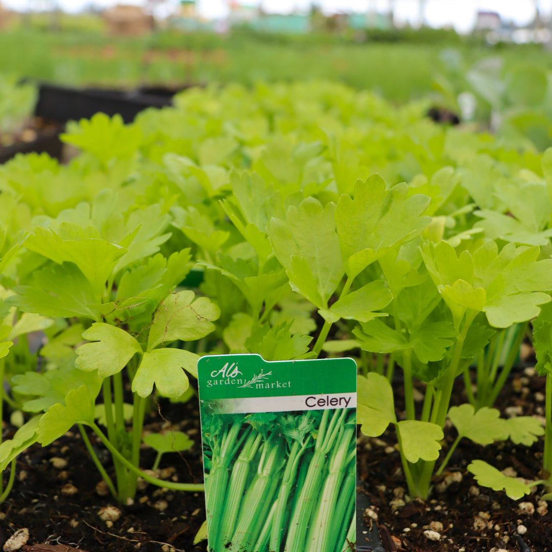 Apium graveolens 'Tango' Celery, 6-Pack Annual