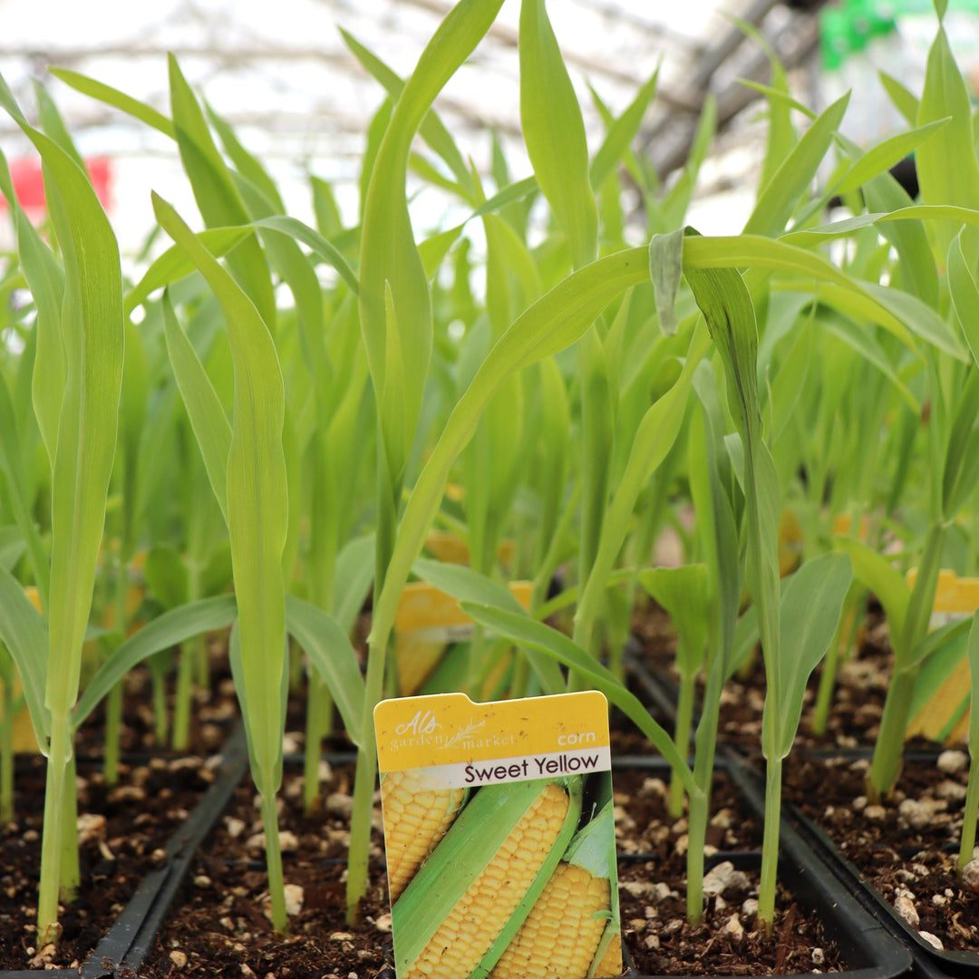 Zea mays 'Sweet Yellow' Corn, 6-Pack Annual